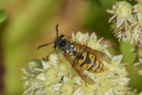 Nr.1195 - Vespula germanica-Deutsche Wespe - WES Rheinbrücke Büdericher Insel - 51°38`40.99" 6°36`30.54" - (21.08.2019)