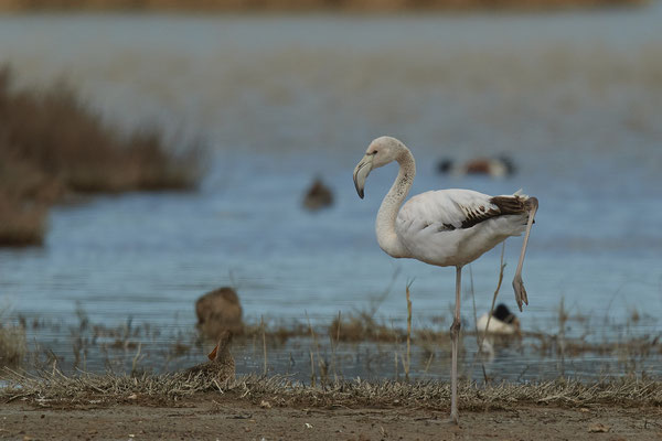 Flamingo ( Naturpark Albufera )