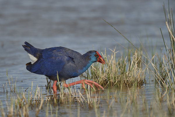 Purpurhuhn ( Naturpark Albufera )