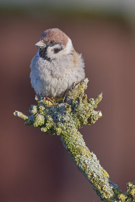 Feldsperling