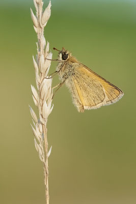 Schwarz oder Braunkolbiger  Braun-Dickkopffalter - Hünxe - (29.06.2022)