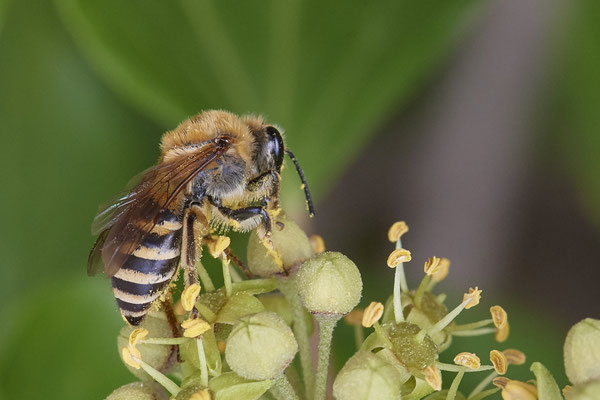 Nr.11-1/07 - Colletes hederae (Efeu-Seidenbiene) - Anzahl >20 - MG Rahracker 5 (08.10.2018)