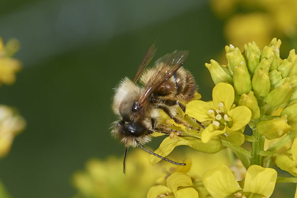 Osmia bicornis m - Renaturierte Kiesgruben in Weeze - (13.05.2021)