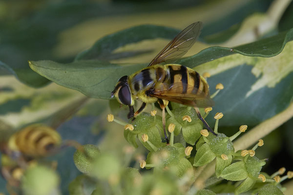 Nr. 04/17 - Totenkopfschwebfliege (Myathropa florea) ? Oberhausen-Schmachtendorf Hiesfelderstraße 22.09.2018