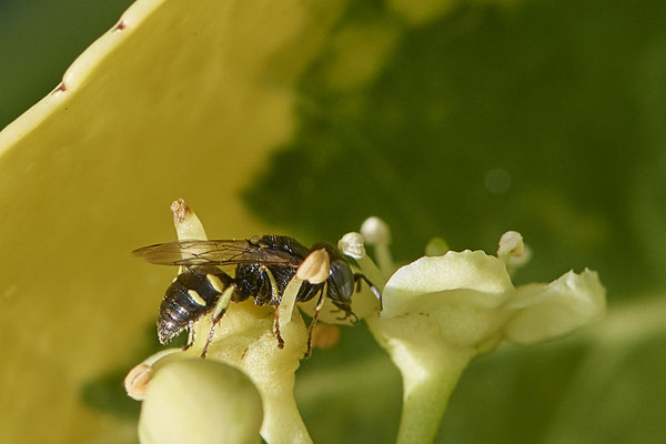 Nr.1026 - Oxybelus uniglumis - OB im Garten - 51°31`49.60" 6°50`56.50" - (29.07.2019)