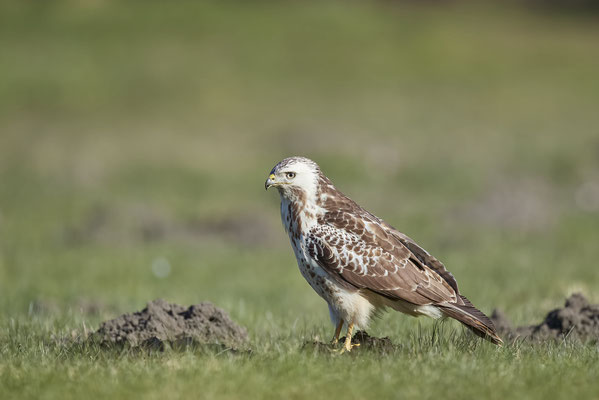Mäusebussard - 09.03.2022