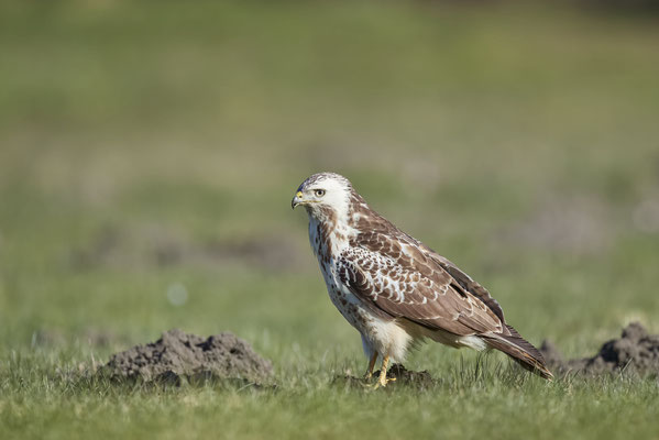 Mäusebussard - 09.03.2022