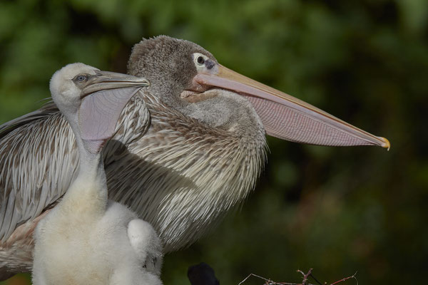 Rötelpelikan - Zoo Duisburg