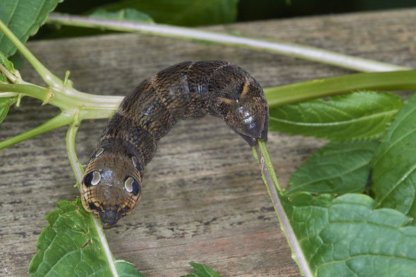 Raupe vom Mittlerem Weinschwärmer (24.09.2019)