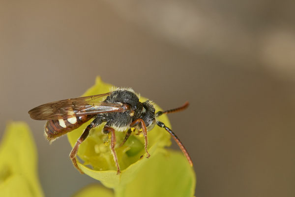 Nr.0400 - Nomada alboguttata m / Weißfleckige Wespenbiene - OB Neue Mitte 2 - 51°29`16.15" 6°53`51.80" - (02.05.2019)