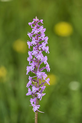 Mücken-Händelwurz - Orchideen-Urlaub im Allgäu vom 26.05. bis 09.06.2024
