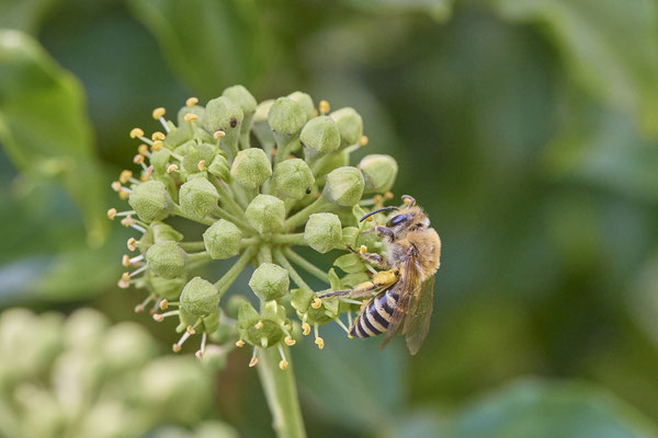 Nr. 03/05 - Colletes hederae (Efeu-Seidenbiene) - Dinslaken-Hiesfeld Kirchstraße gegenüber vom Mühlenmuseum ( 20.09.2018 )