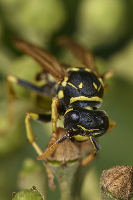 Nr.08/26 - Gallische Feldwespe (Polistes dominula) - OB-Weiherstr. 116 (03.10.2018)