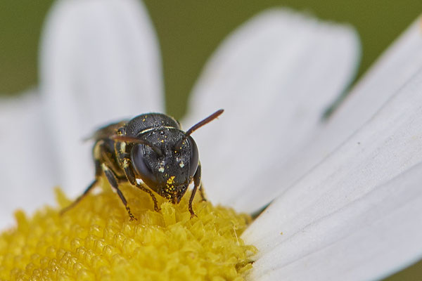 Nr.1119 - Hylaeus dilatatus f - OB Zeche Sterkrade - 51°31`11.24" 6°50`15.70" - (10.08.2019)