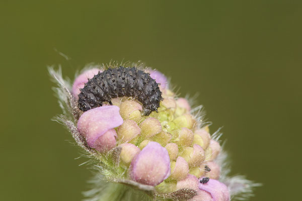 Rainfarn-Blattkäfer-Raupe