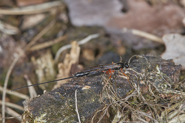 Nr.0453 - Schlupfwespe - WES Lippedünen Aaper Vennekes - 51°39`22.37"  6°40`44.45" - (09.05.2019)