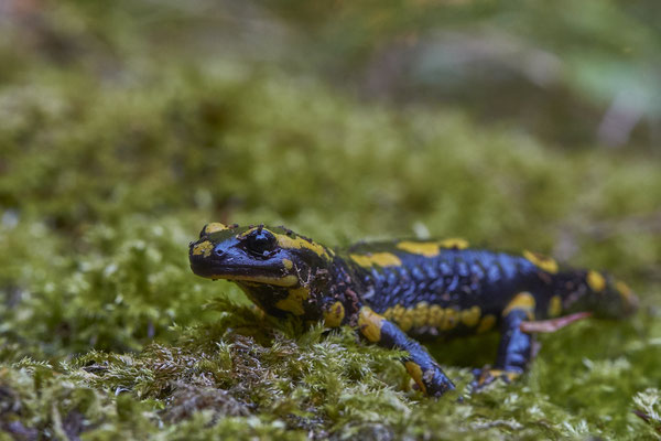 Feuersalamander - Auf Exkursion mit dem Nabu Herne