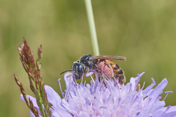 Andrena hattorfiana w - Am Rheindamm hinter Bislich - (26.06.2021)