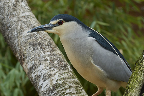 Nachtreiher - Vogelpark Eckenhagen