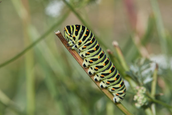 Nr.1331 - Papilio machaon / Schwalbenschwanz - DIN Emschermündung - 51°33`43.02" 6°41`27.86" - (18.09.2019)