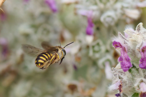 Anthidium manicatum - Oberhausen - Garten - 28.06.2026