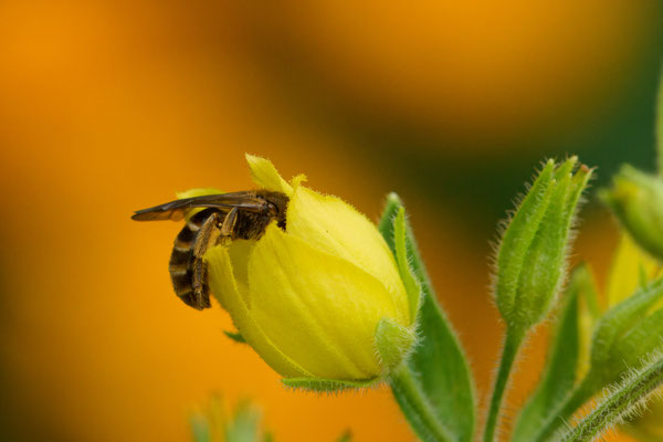 Lasioglossum fulvipes - Garten
