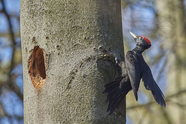 An der Schwarzspechthöhle - sehr hoch im Baum und weit enfernt - (26.03.2021)