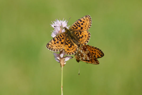 Braunfleckiger Perlmuttfalter