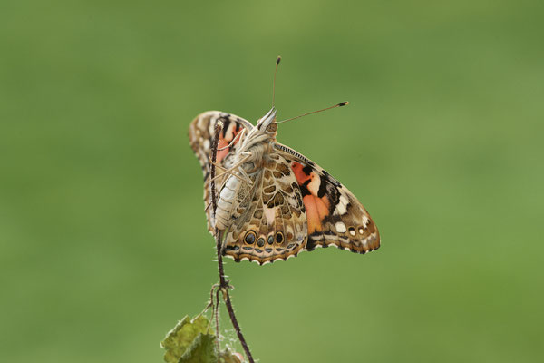 Distelfalter