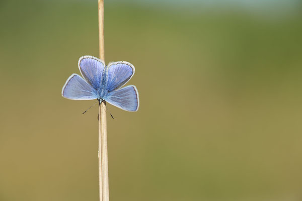 Hauhechel-Bläuling - Hünxe - (28.06.2022)