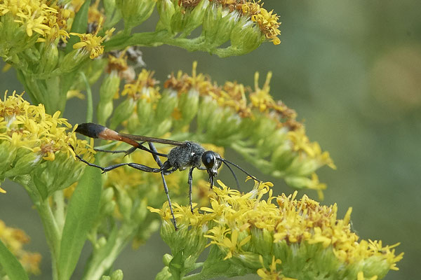 Ammophila sabulosa / Gemeine Sandwespe - Haltern, Weg an Kiesgrube, Waldrand - 51°42`21.66" 7°15`40.35" - (27.08.2020)