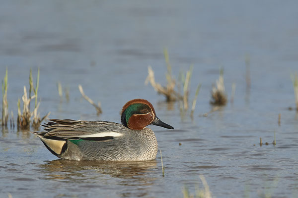 Krickente ( Naturpark Albufera )