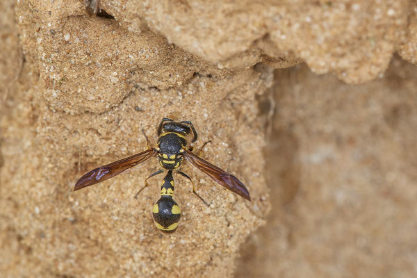 Nr.1312 - Eumenes sp. / Töpferwespe - OB LMB - 51°29`11.55" 6°53`53.48" - (06.09.2019)