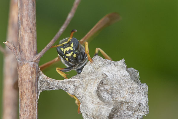 Polistes albellus - LMB - 51°29`17.50" 6°53`52.16" - (30.04.2021)