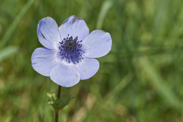 Anemone