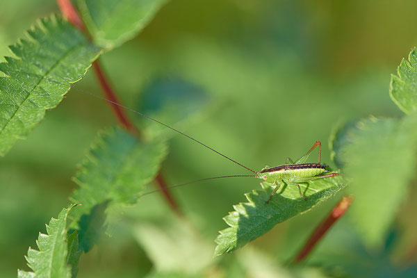 Schwertschrecke unbest.