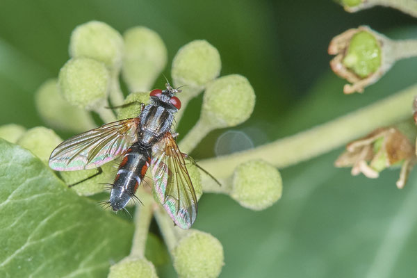 Nr. 5-1/15 - Raupenfliege (Mintho rufiventris)  - OB Weiherstraße-116 Parplatz Netto (24.09.2018)