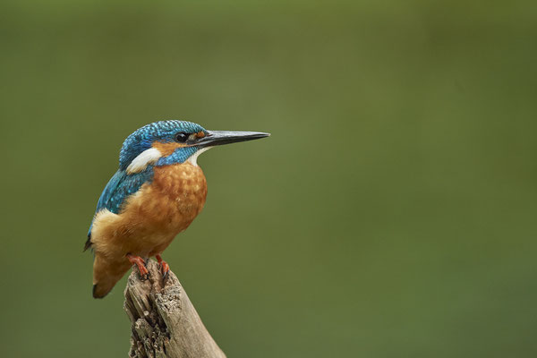 Eisvogel mal ohne Fisch - (09.08.2020)
