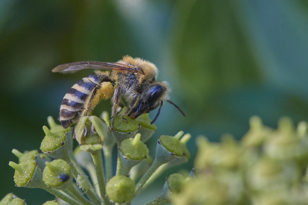 Nr. 6-2/01 - Colletes hederae (Efeu-Seidenbiene) - Dinslaken-Hiesfeld Kirchstraße gegenüber vom Mühlenmuseum (27.09.2018)