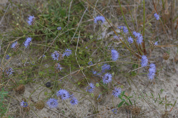 Nr.1136 - Jasione montana / Berg-Sandglöckchen - Wesel - (11.08.2019)