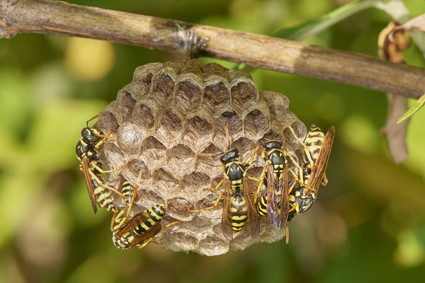 Nr.0868 - Polistes Nest 3 - OB LMB - 51°29`11.55" 6°53`53.48" - (27.06.2019)