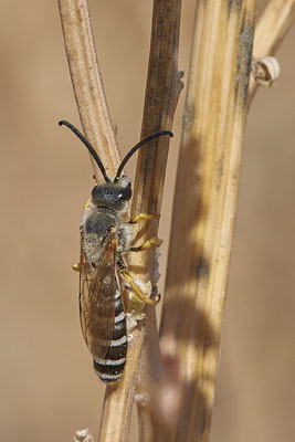 Nr.12/13 - Halictus scabiosae (Gelbbindige-Furchenbiene) - OB Läppkes Mühlenbach (10.10.2018)