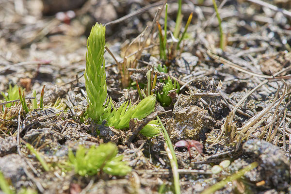  Nr.0530 - Lycopodiella inundata / Sumpfbärlapp ( Rote Liste: gefährdet ) - Wesel - (13.05.2019)