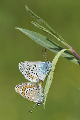 Argus-Bläuling - Kopula - Vom 13.6. bis 20.6.2021 Urlaub im Allgäu