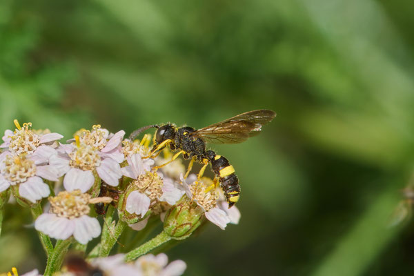 Cerceris rybyensis - Garten