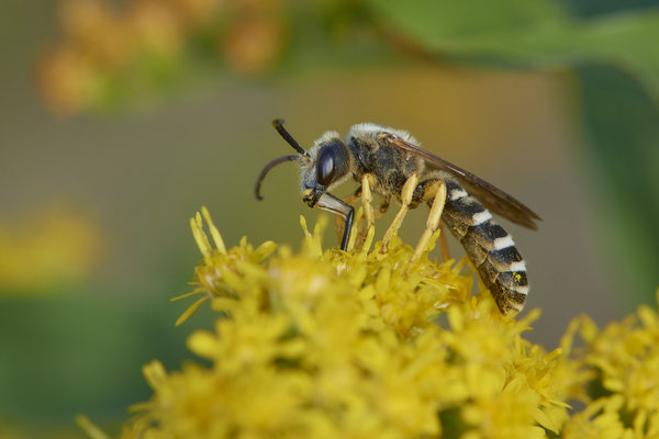 Nr.17/15 - Halictus scabiosae - OB/E-LMB - (16.10.2018)