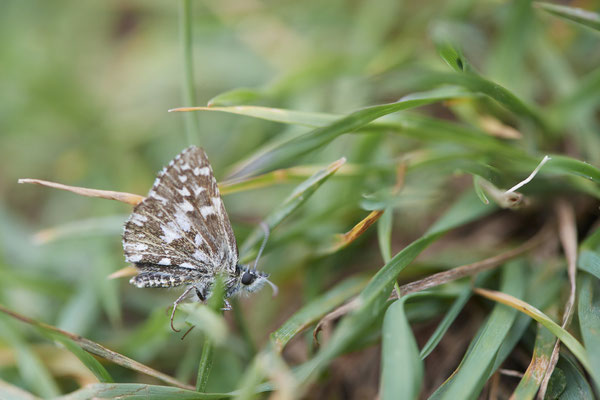 Kleiner Würfeldickkopffalter - Auf Schmetterlingstour in der Eifel: Kalvarienberg und Lambertstal - (29.05. bis 03.06.2022)