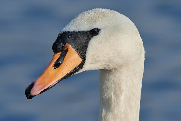 Höckerschwan Portrait