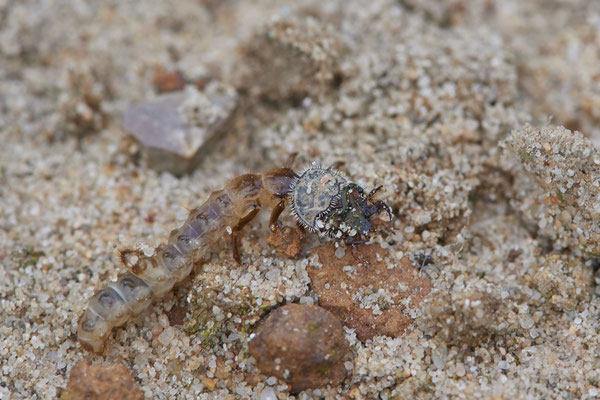 Nr.1306 - Ein Alien: Sandlaufkäferlarve -OB LMB - 51°29`11.55" 6°53`53.48" - (06.09.2019)