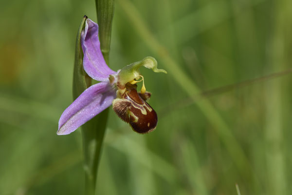 Orchideen in der Eifel - Bienenragwurz - (01.06.2019)